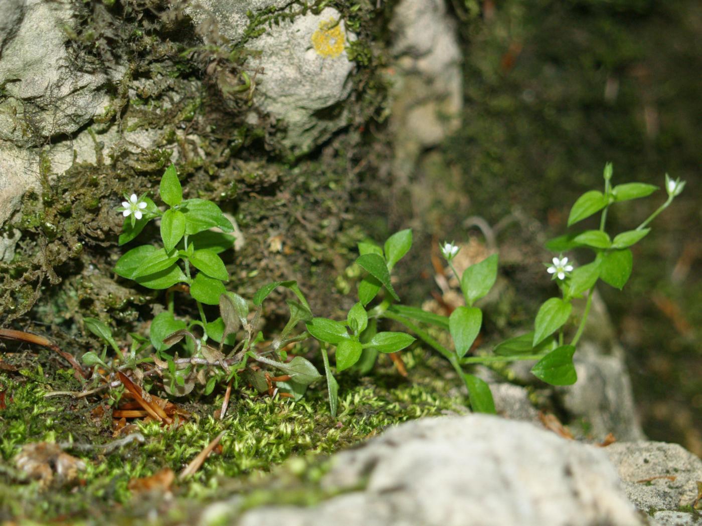 Sandwort, Three-veined plant